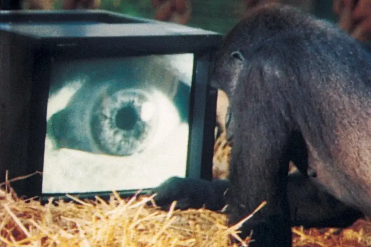 Gorilla ipnotizzato da un occhio sullo schermo, sembra divertito a morte.